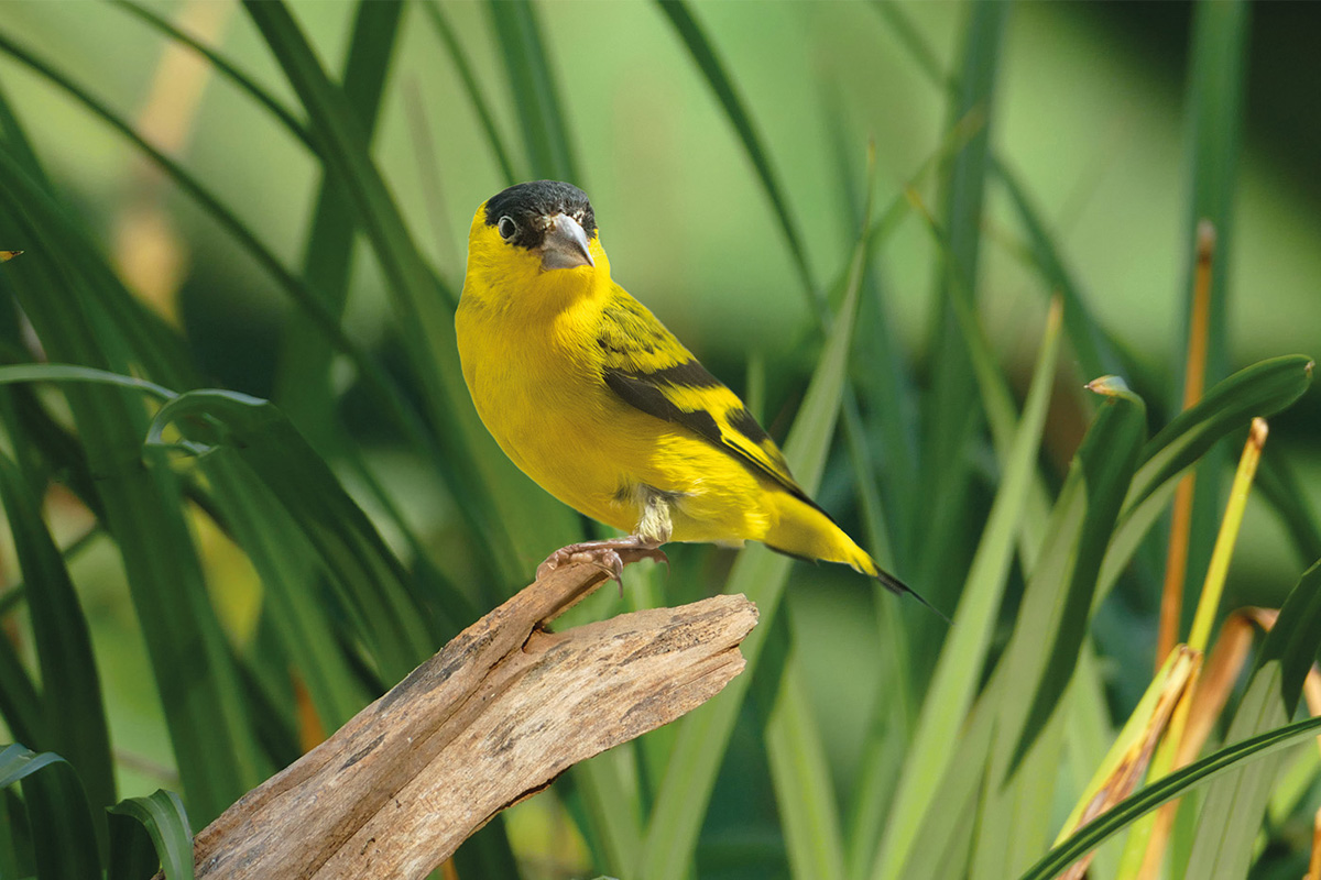 260218_Yarrellzeisig_2_kl Yarrellzeisige