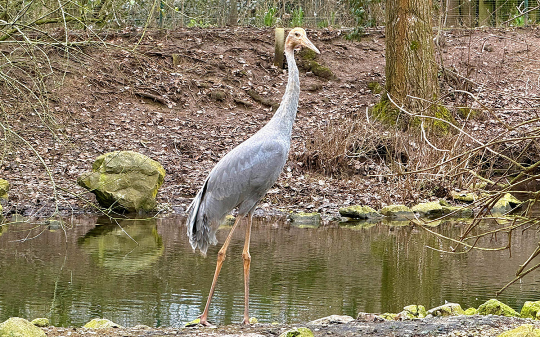 Saruskranich zieht in den Zoo Heidelberg ein