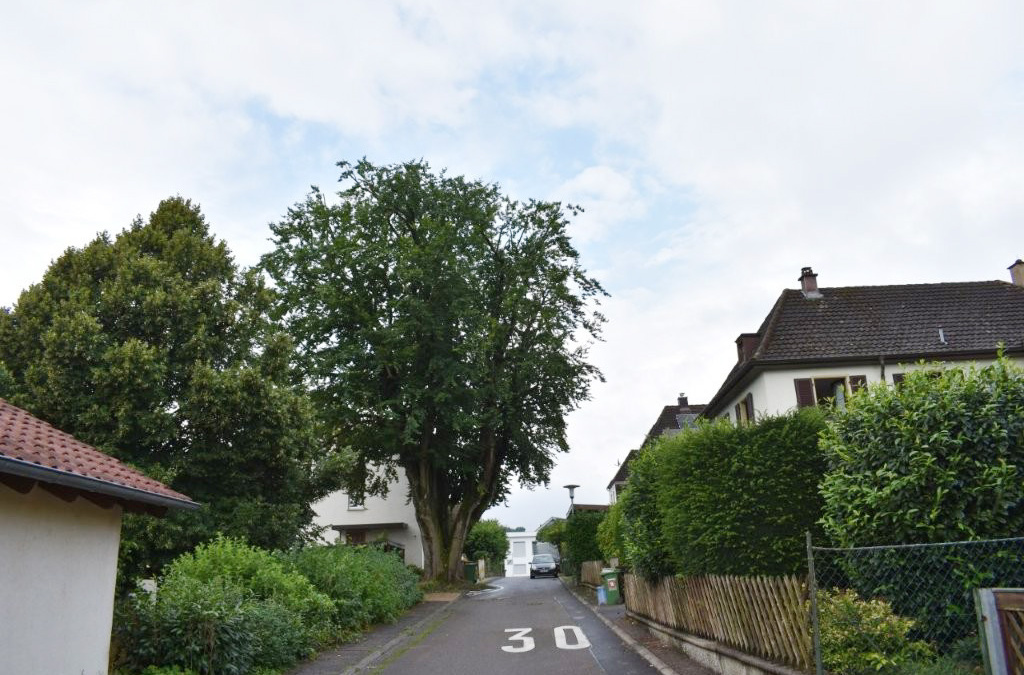 Baumfällungen in Hoffenheim zur Wahrung der Verkehrssicherheit