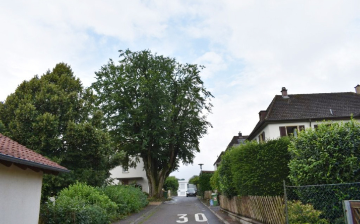 Baumfällungen in Hoffenheim zur Wahrung der Verkehrssicherheit