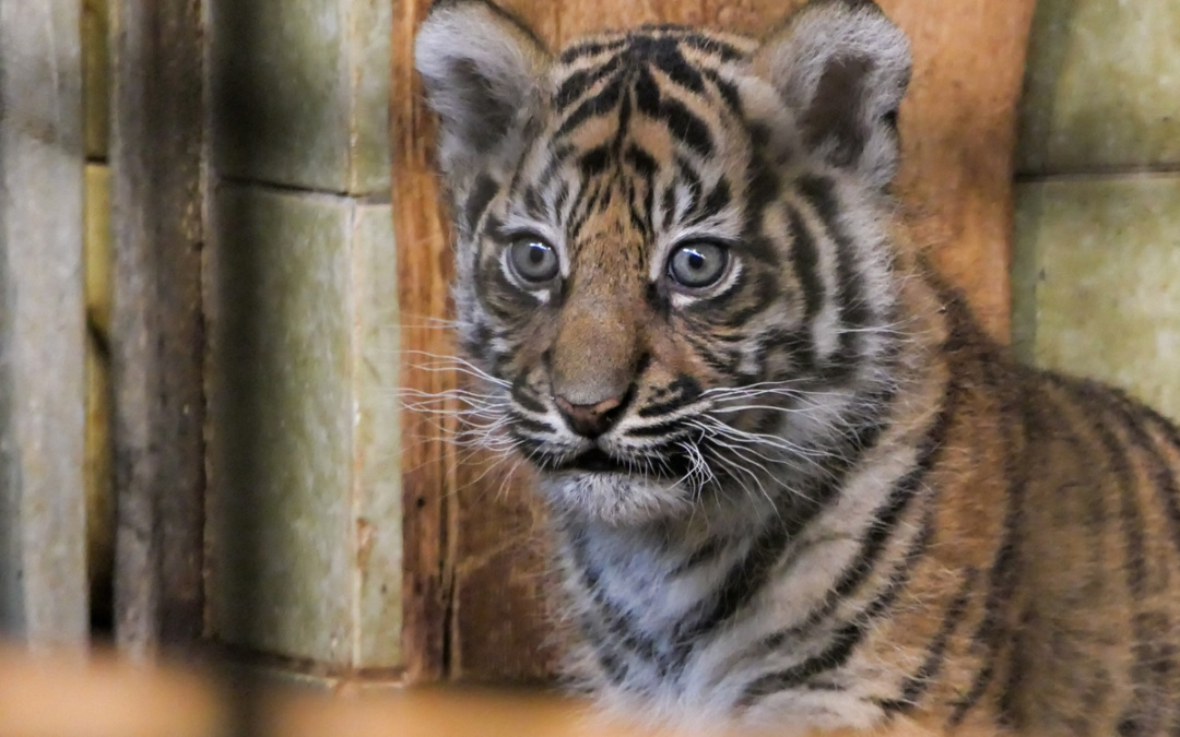 Namenswahl für unsere jungen Sumatra-Tigerinnen