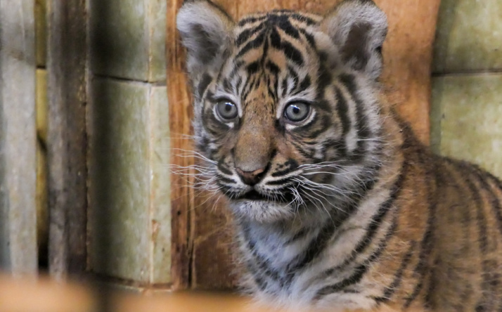 Namenswahl für unsere jungen Sumatra-Tigerinnen