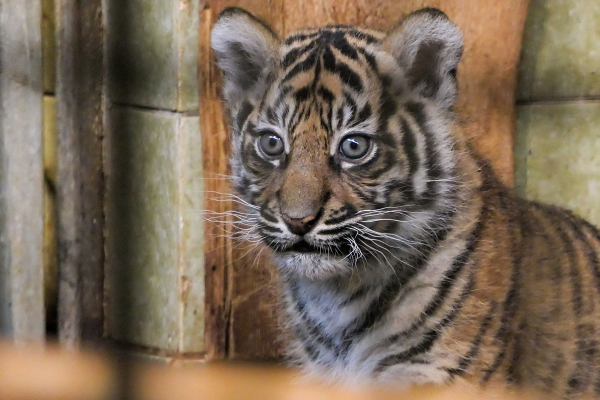 260302_Abstimmung_Tigernamen Sumatra-Tigerinnen