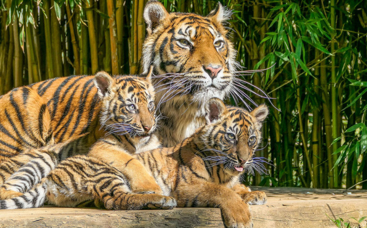 Frühlingsgefühle im Zoo Heidelberg
