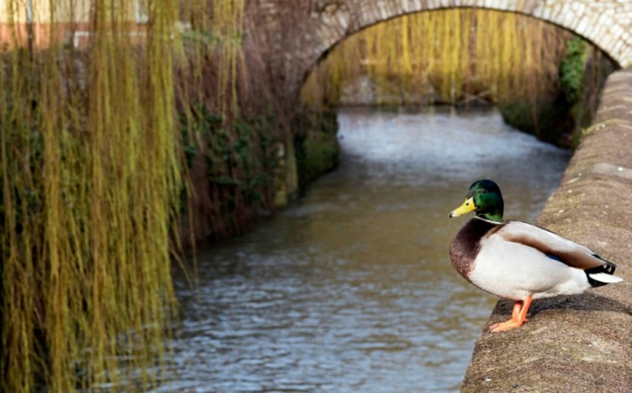 Kostenfreie Führung entlang der Saalbach