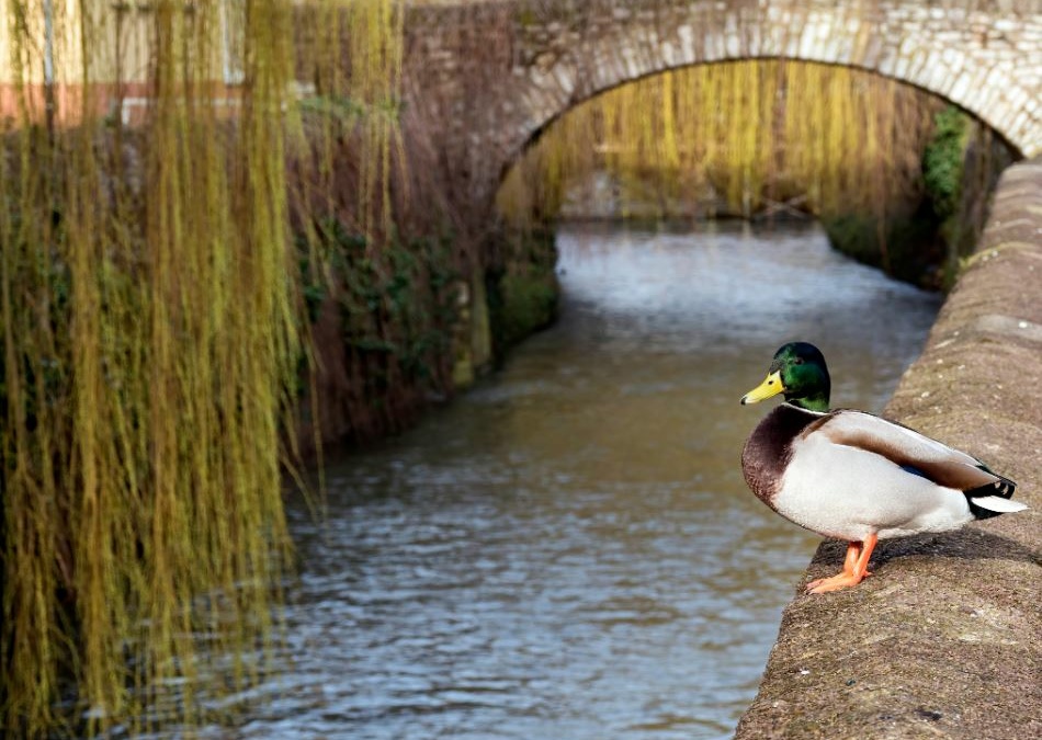 Kostenfreie Führung entlang der Saalbach