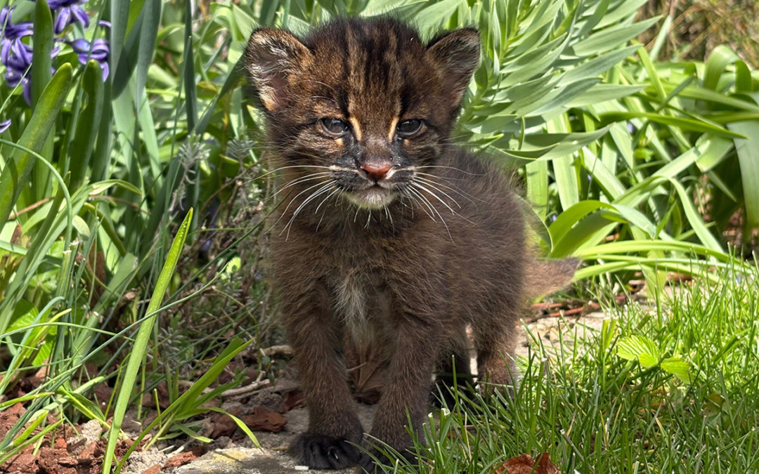 Seltene Goldkatzen-Zwillinge im Zoo Heidelberg geboren