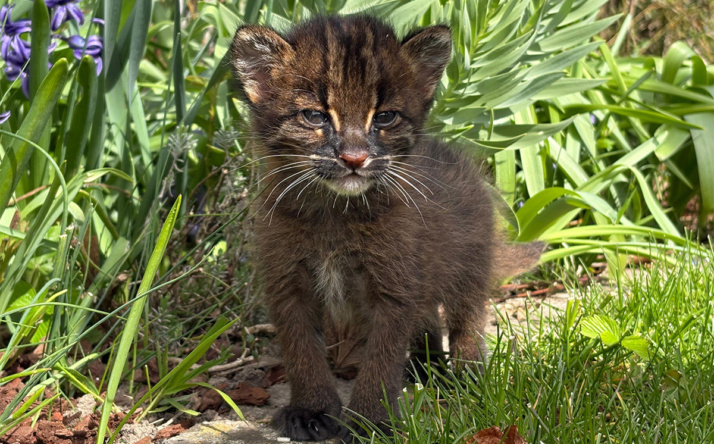 Seltene Goldkatzen-Zwillinge im Zoo Heidelberg geboren