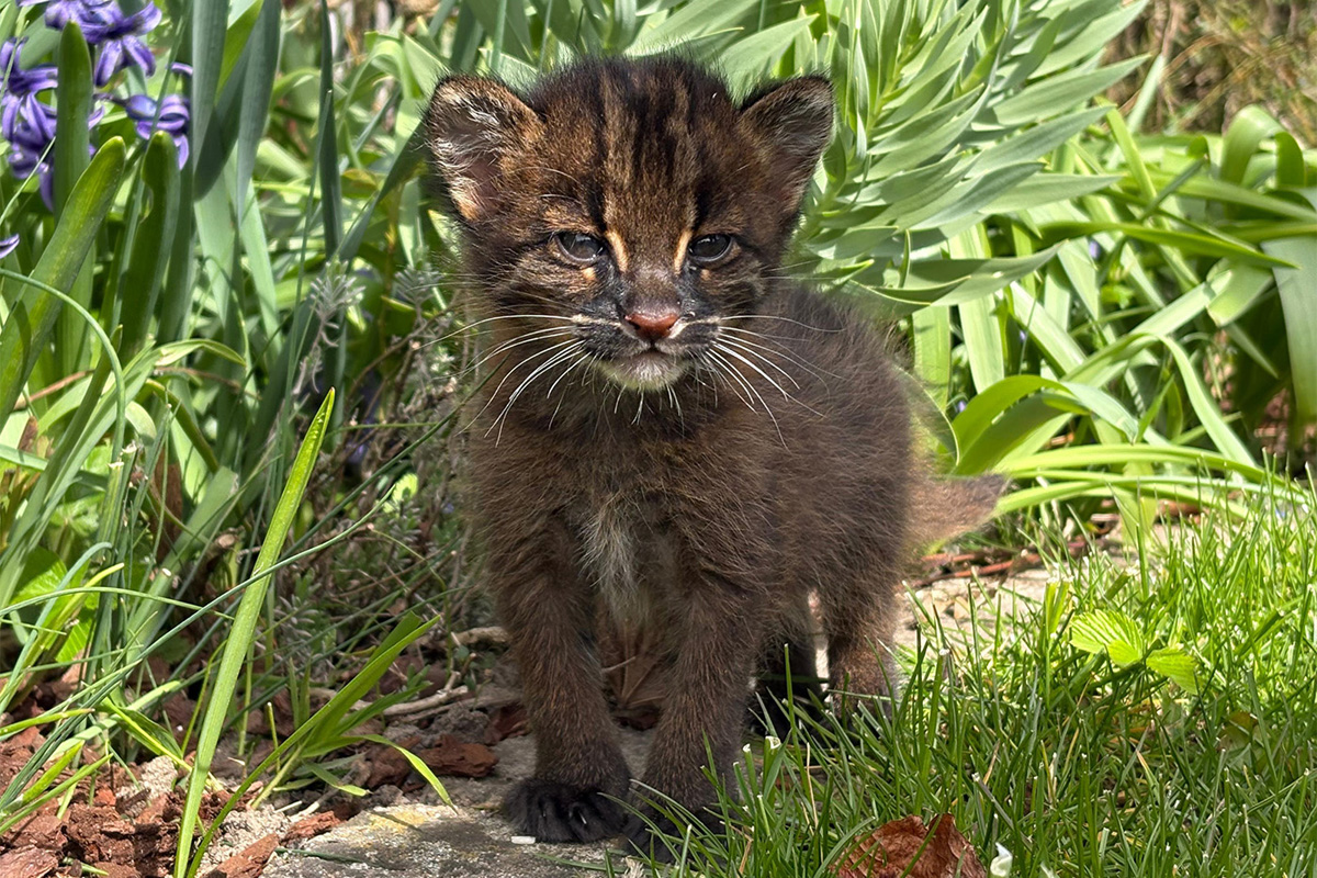 260408_Goldkatzen_Nachwuchs_6_kl Goldkatzen