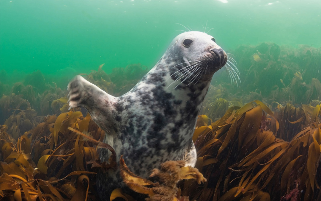 Ein Stück Meer im Zoo Heidelberg
