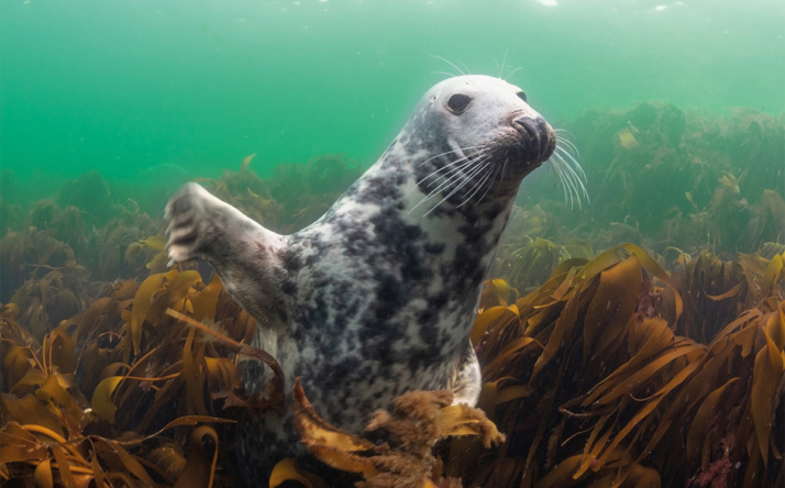 Ein Stück Meer im Zoo Heidelberg