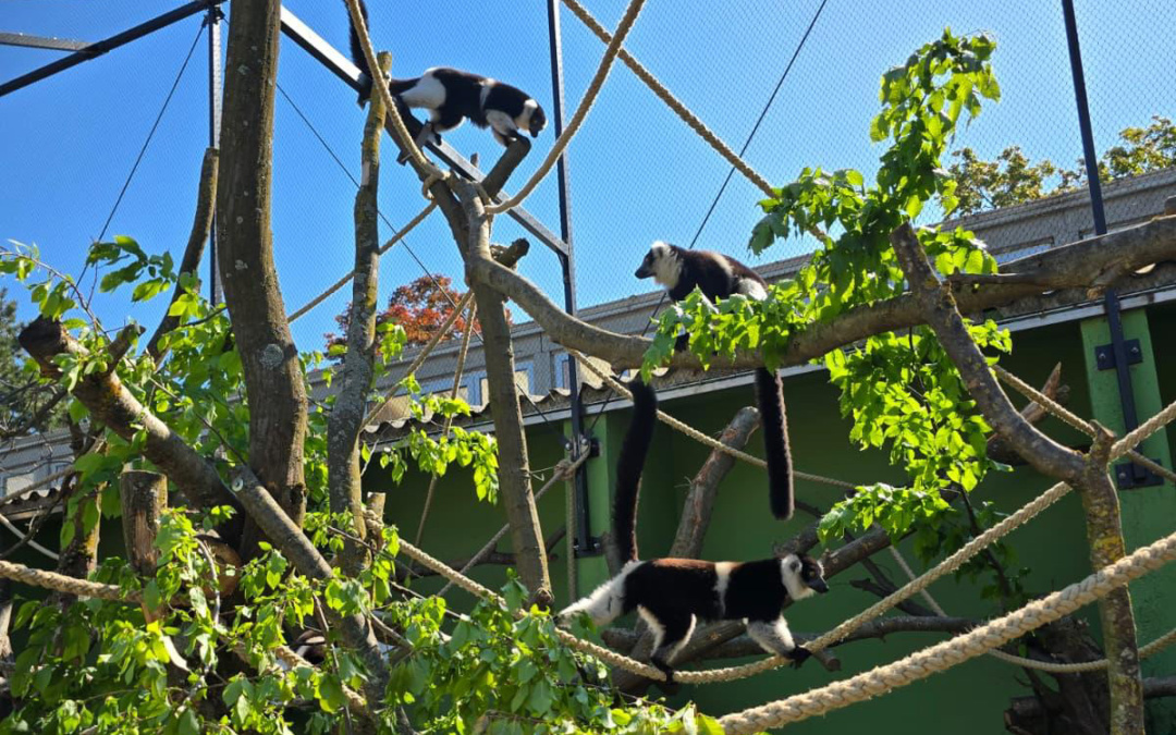 Gürtelvaris erkunden neue Höhenanlage im Zoo Heidelberg