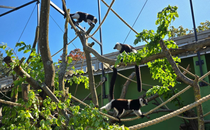 Gürtelvaris erkunden neue Höhenanlage im Zoo Heidelberg