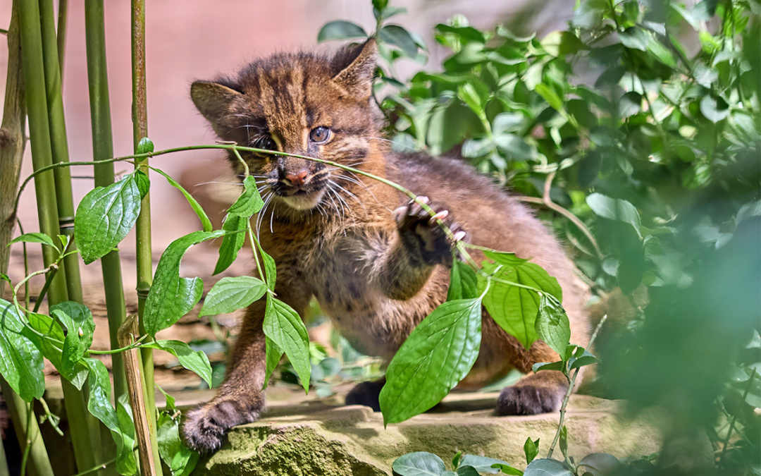 Die Goldkatzen-Jungtiere im Zoo Heidelberg entwickeln sich großartig