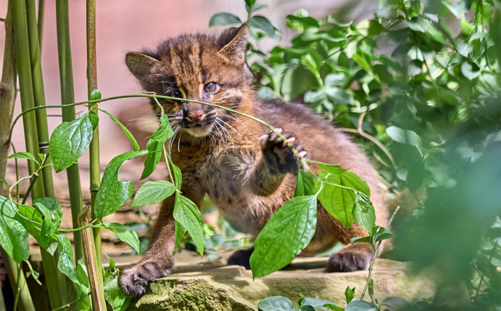 Die Goldkatzen-Jungtiere im Zoo Heidelberg entwickeln sich großartig