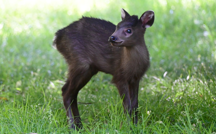 Kälber und Schopfhirsch entdecken ihre Welt