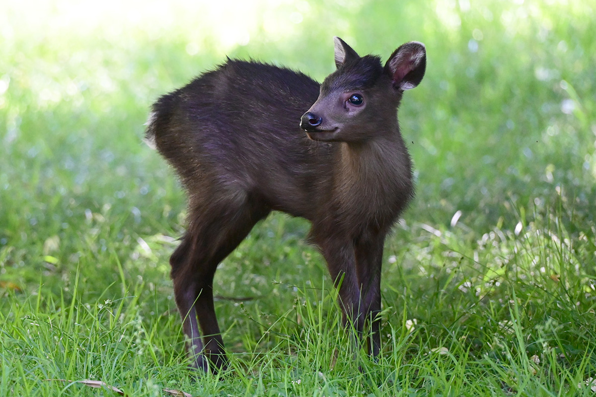 260527_Nachwuchs_im_Zoo_3_kl Schopfhirsch