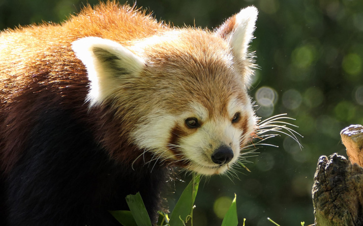 Artenschutztag im Zoo Heidelberg bietet spannende Einblicke