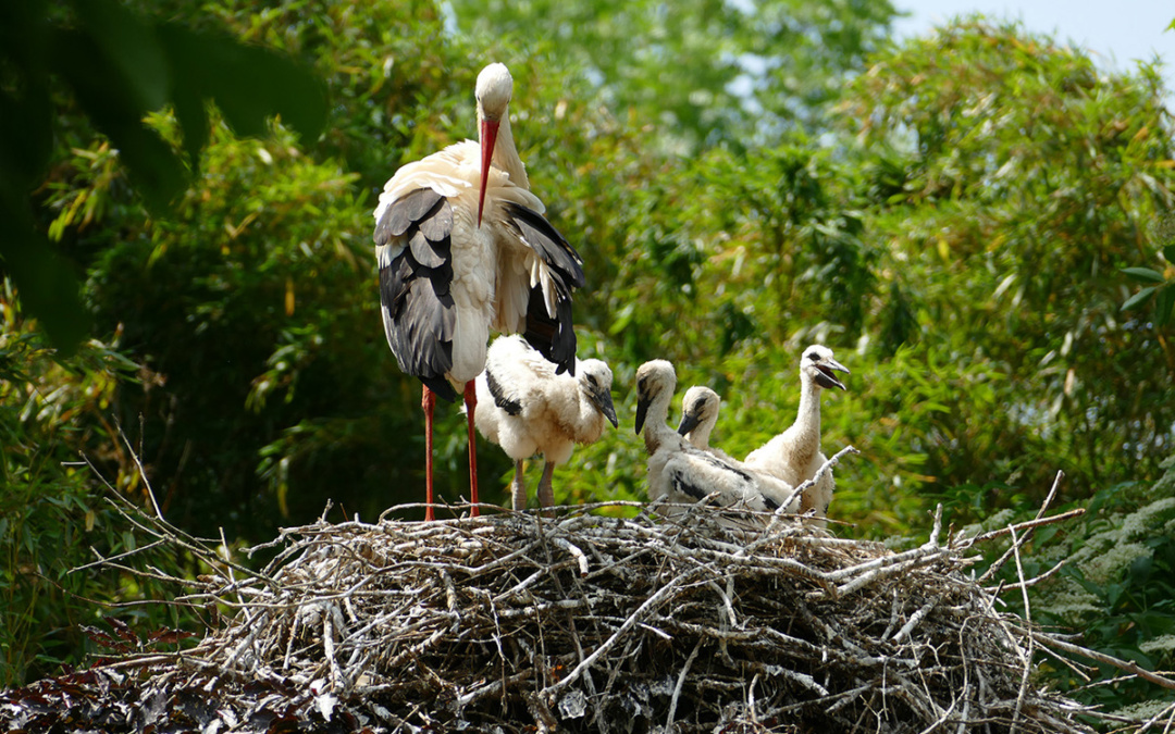 Rekordjahr bei den Störchen im Zoo Heidelberg