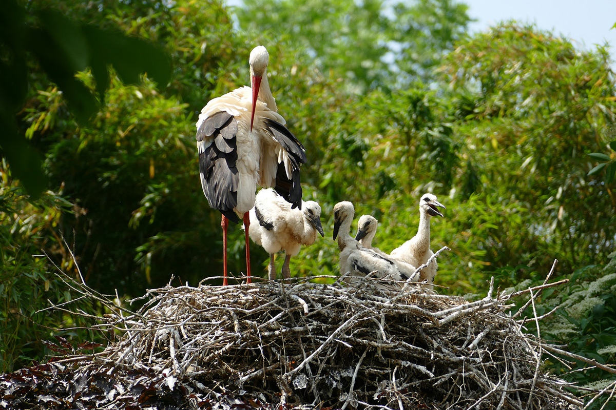 260617_Stoerche_im_Zoo_1_kl Störchen