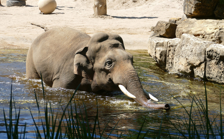 So gehen die Tiere im Zoo Heidelberg mit der Hitzewelle um