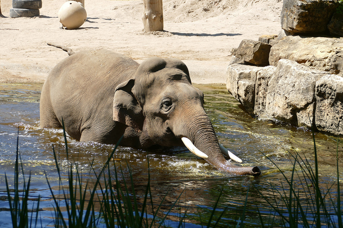 260624_Tiere_bei_Hitze_1_kl Hitzewelle