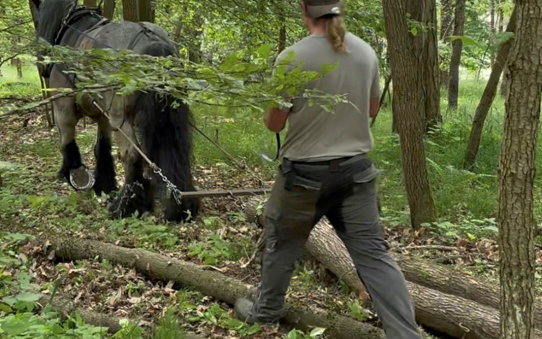 Vorführung des Holzrückens mit Pferd