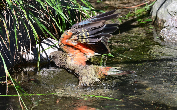 Sechs junge Keas im Zoo Heidelberg eingezogen