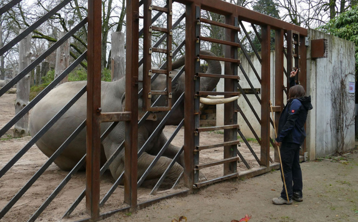 Der Ticketverkauf für den Elefantentag im Zoo Heidelberg ist gestartet