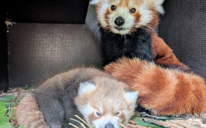 Nachwuchs bei den Roten Pandas im Zoo Heidelberg