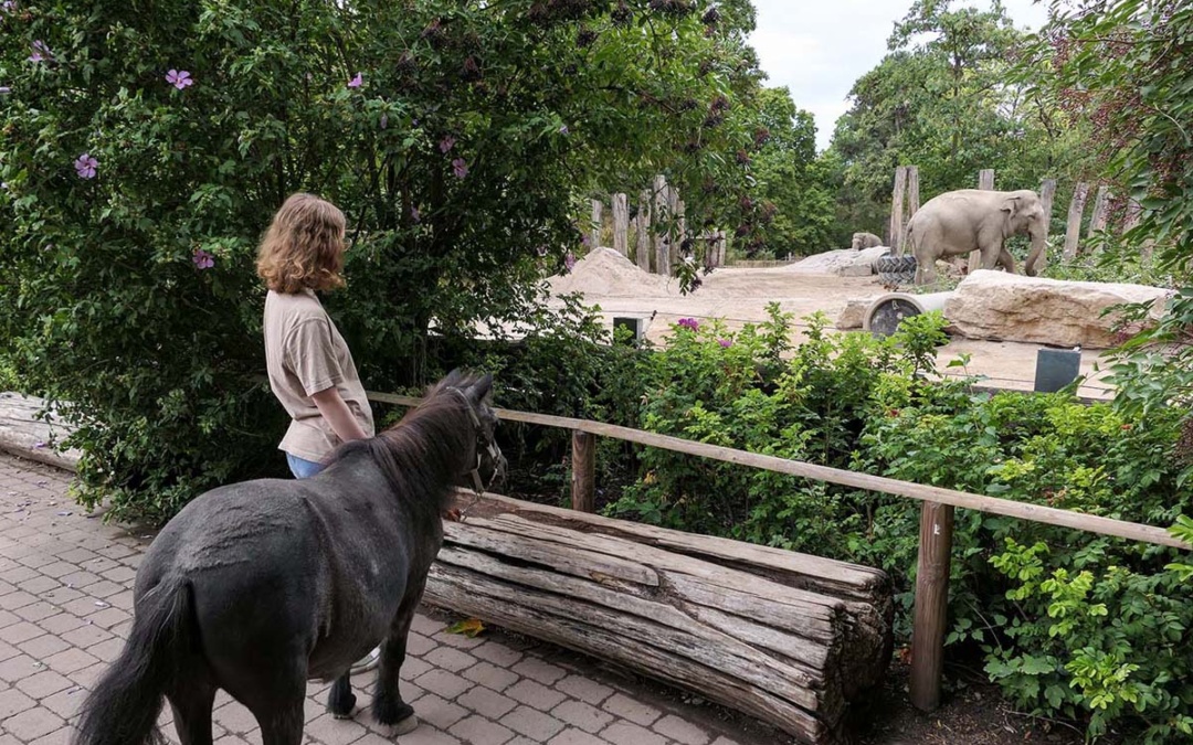 Pony Purzel testet die Strecke des Schildkrötenlaufs