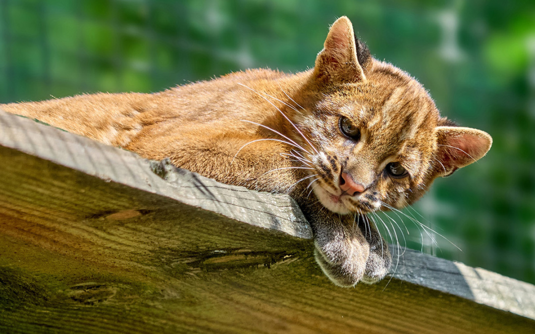 Was machen die Zootiere nach Feierabend?
