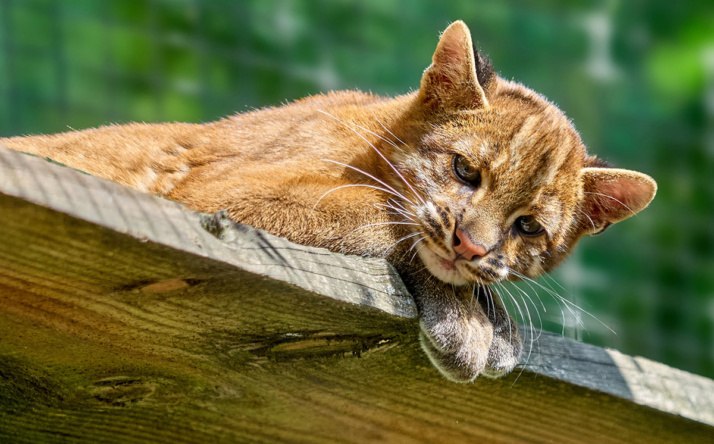 Was machen die Zootiere nach Feierabend?