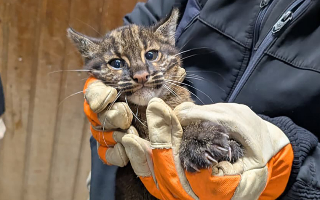 Erste Untersuchung beim Goldkatzen-Nachwuchs
