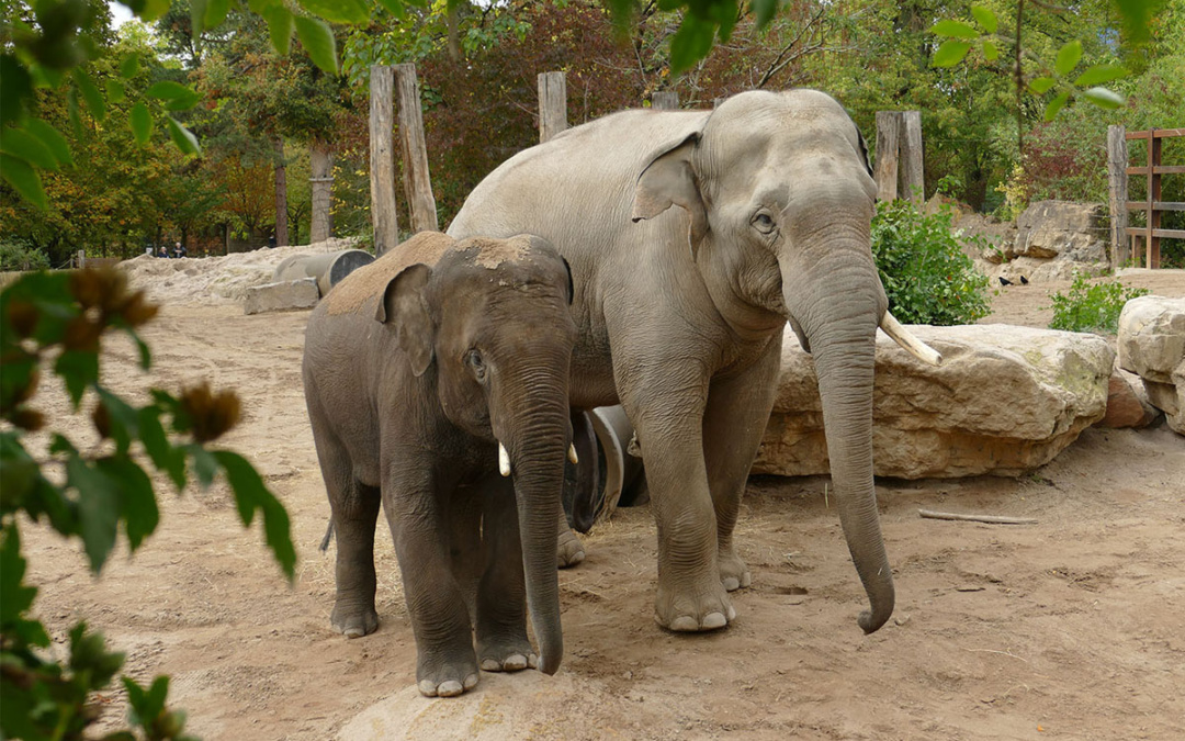 Neuer Elefant im Zoo Heidelberg