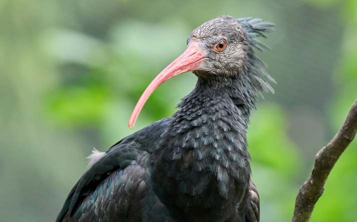 14 Waldrappe vom Zoo Heidelberg zur Auswilderung nach Spanien gebracht